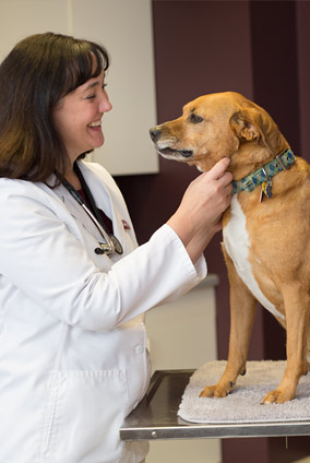 About Cottage Grove Animal Hospital